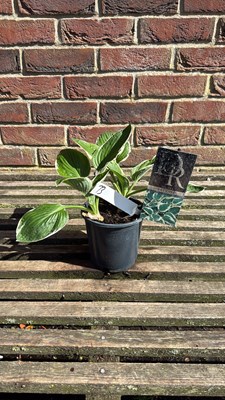 Lot 1073 - Hosta - ‘Patriot’