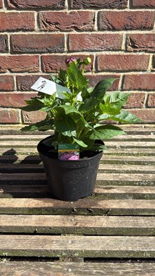 Lot 1074 - Dahlia - ‘Lubega Power Violet Bicolour’
