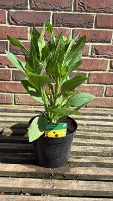 Lot 1075 - Rudbeckia - ‘Summerdaisy’s Yellow’
