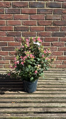 Lot 1076 - Star Fuchsia