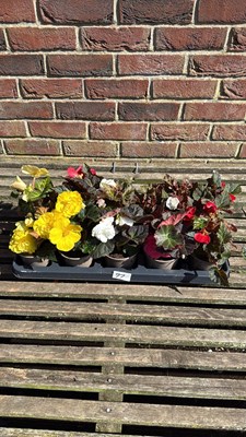 Lot 1077 - Tray of 10 mixed Begonias