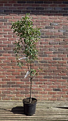 Lot 1078 - Pear Tree - ‘Conference’