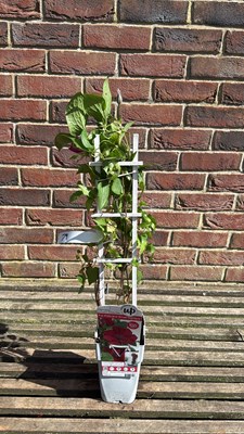 Lot 1079 - Red Clematis