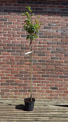 Lot 1080 - Standard rose - ‘Tchaikovski’