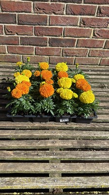 Lot 1081 - 4 trays of 4 Marigolds