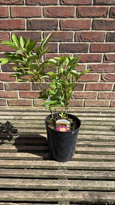 Lot 1082 - Peony - ‘Bowl of Beauty’