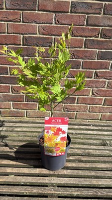 Lot 1083 - Acer - ‘Moonrise’