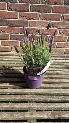 Lot 1084 - Butterfly Lavender