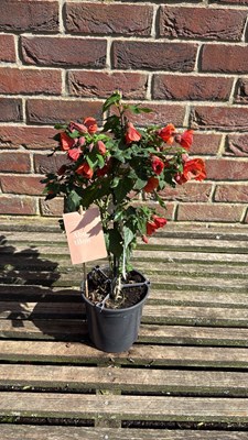 Lot 1085 - Patio Abutilon