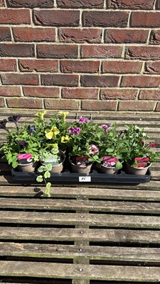 Lot 1086 - Tray of 10 mixed basket plants