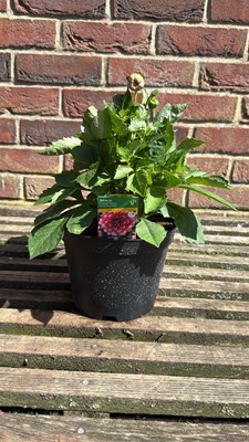 Lot 1087 - Dahlia - ‘Lubega Power Burgundy and White’