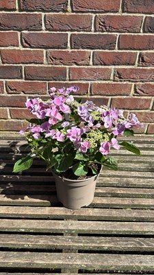 Lot 1088 - Hydrangea