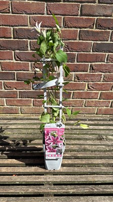 Lot 1089 - Pink striped Clematis