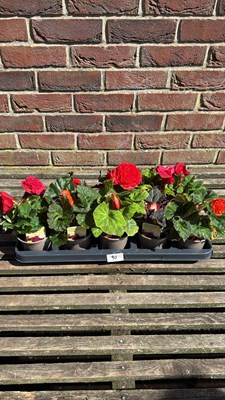 Lot 1090 - Tray of 10 begonias
