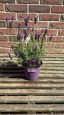 Lot 1091 - Butterfly Lavender