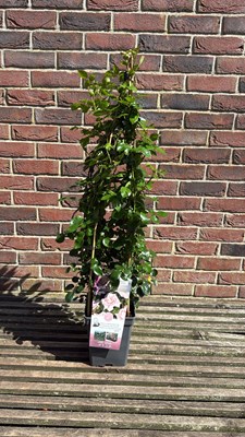 Lot 1092 - Climbing rose - ‘New Dawn’