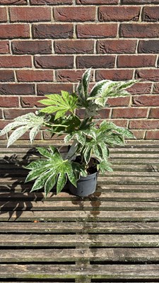 Lot 1093 - Fatsia - ‘Spiderweb’