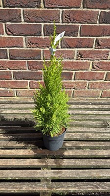 Lot 1095 - Goldcrest