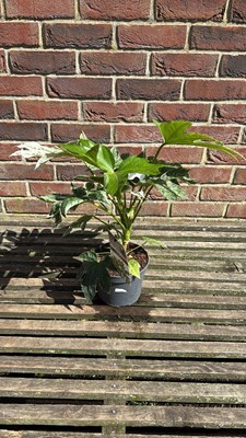 Lot 1096 - Fatsia - ‘Spiderweb’