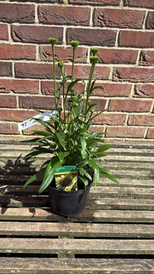 Lot 1097 - Echinacea - ‘Skipper Yellow’
