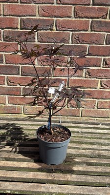 Lot 1098 - Acer - ‘Atropurpureum’