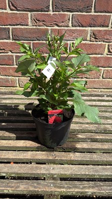 Lot 1099 - Red Dahlia
