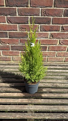 Lot 1100 - Goldcrest