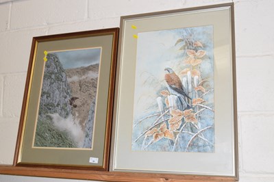Lot 38 - Christopher Scales study of a male Kestrel...
