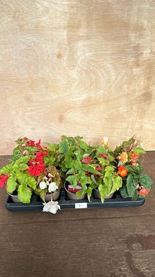 Lot 1001 - tray of 10 non stop Begonia