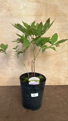 Lot 1002 - Sarah Bernhardt Peony