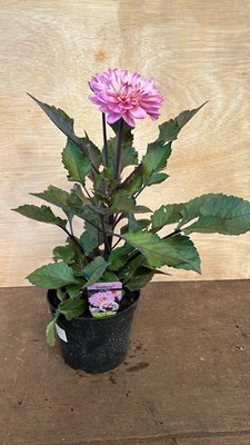 Lot 1003 - Large Dahlia La Tour