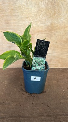 Lot 1004 - Hosta Aureomarginata