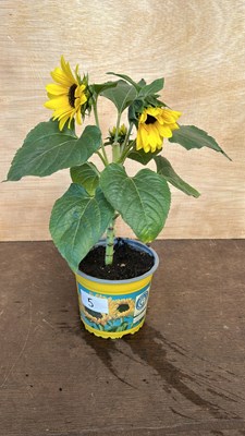 Lot 1005 - potted sunflower