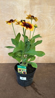 Lot 1006 - Rudbeckia Summerdaisys - Red Bicolor