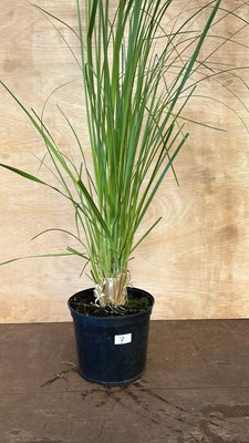 Lot 1007 - Pampas Grass