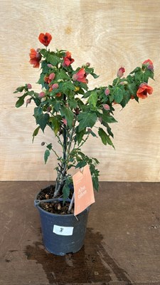 Lot 1008 - Patio Abutilon