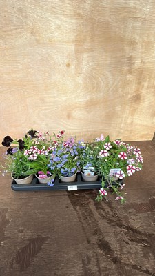Lot 1009 - Tray of 10 mixed basket plants