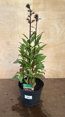 Lot 1010 - Lobelia Fanship Scarlet