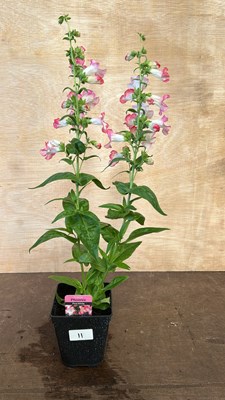 Lot 1011 - Penstemon Phoenix Pink/White
