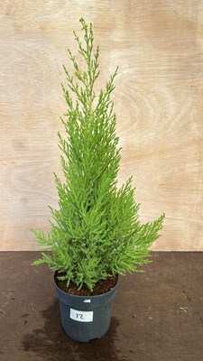 Lot 1012 - Goldcrest