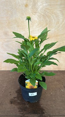 Lot 1013 - Echinacea Papello Classic deep yellow
