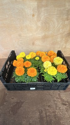 Lot 1014 - 4 x 4 packs of Marigold