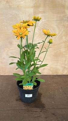 Lot 1015 - Rudbeckia Summerdaisys Golden Sun