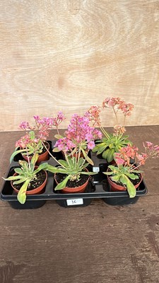 Lot 1016 - Tray of 6 Lewisia