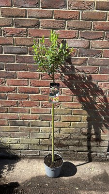 Lot 1017 - Salix Falmingo