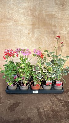 Lot 1018 - tray of 10 mixed Geraniums