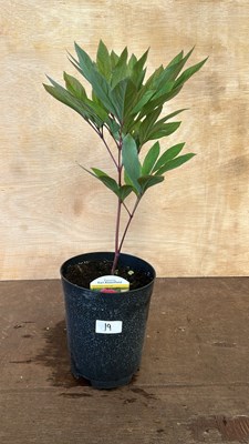 Lot 1019 - Karl Rosenfield Peony