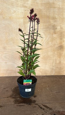 Lot 1020 - Lobelia Fanship Deep Rose