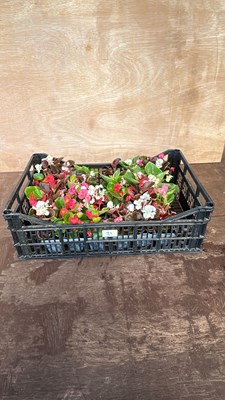 Lot 1021 - 4 x 6 pack Begonias