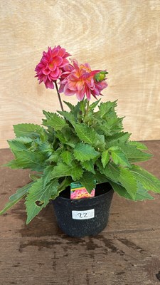 Lot 1022 - Dahlia Lubega Power Tropical Punch